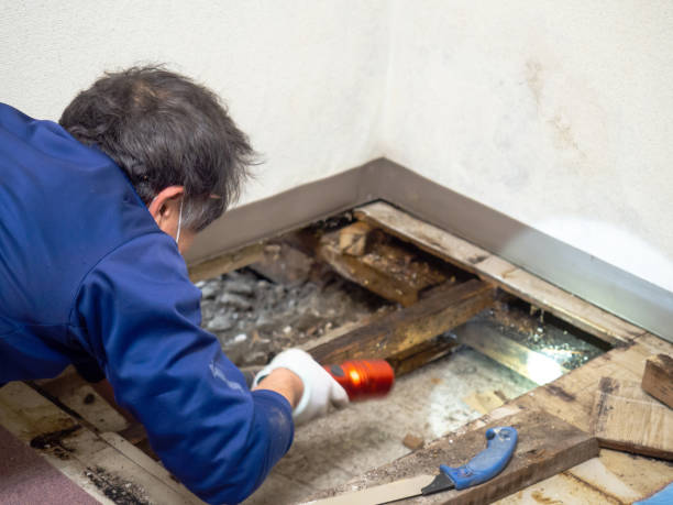Best Bathroom Mold Remediation in Redwood, OR