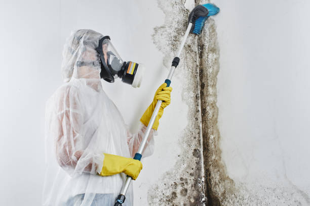 Best DIY Mold Remediation Support Services in Redwood, OR