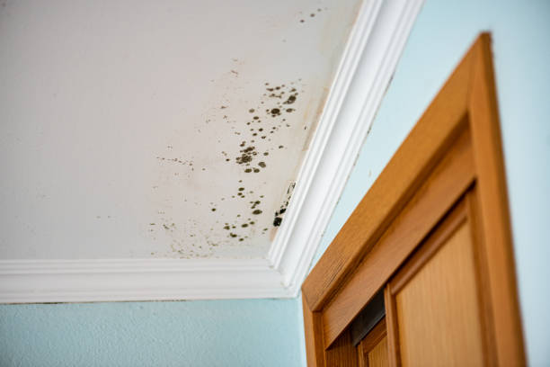 Best Emergency Mold Remediation in Redwood, OR