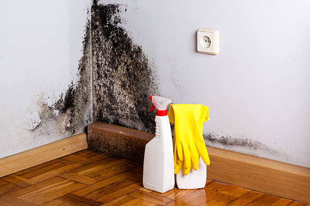 Best Residential Mold Remediation in Redwood, OR
